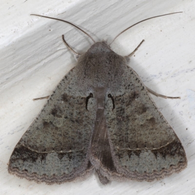 Pantydia (genus) (An Erebid moth) at Ainslie, ACT - 25 Jul 2020 by jbromilow50