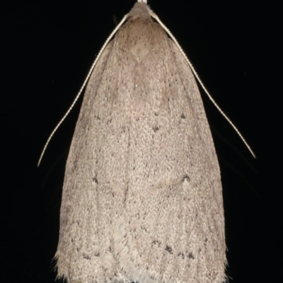 Chezala privatella (A Concealer moth) at Ainslie, ACT - 25 Jul 2020 by jb2602