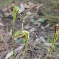 Diplodium laxum (Antelope greenhood) at Mount Majura - 14 Apr 2014 by AaronClausen