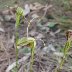 Diplodium laxum at Hackett, ACT - suppressed