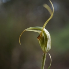 Diplodium laxum at Hackett, ACT - 14 Apr 2014