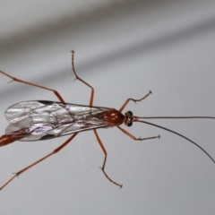 Netelia sp. (genus) (An Ichneumon wasp) at Ainslie, ACT - 25 Jul 2020 by jb2602