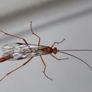 Netelia sp. (genus) at Ainslie, ACT - 25 Jul 2020