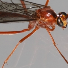 Netelia sp. (genus) at Ainslie, ACT - 25 Jul 2020