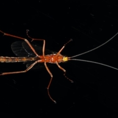 Netelia sp. (genus) at Ainslie, ACT - 25 Jul 2020