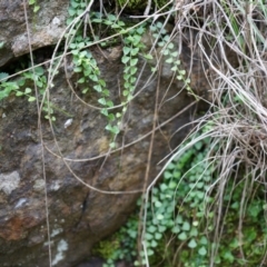 Asplenium flabellifolium (Necklace Fern) at Mount Majura - 14 Apr 2014 by AaronClausen