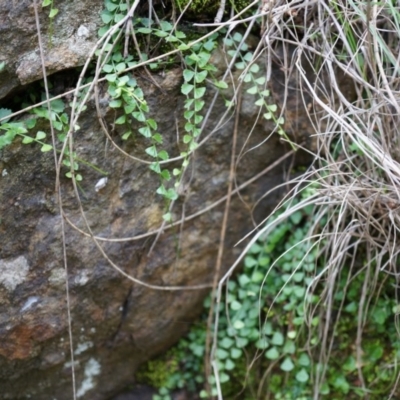 Asplenium flabellifolium (Necklace Fern) at Hackett, ACT - 14 Apr 2014 by AaronClausen