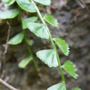 Asplenium flabellifolium at Hackett, ACT - 14 Apr 2014