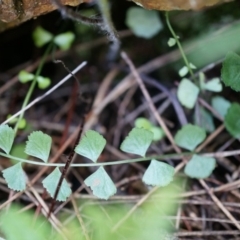 Asplenium flabellifolium (Necklace Fern) at Hackett, ACT - 14 Apr 2014 by AaronClausen