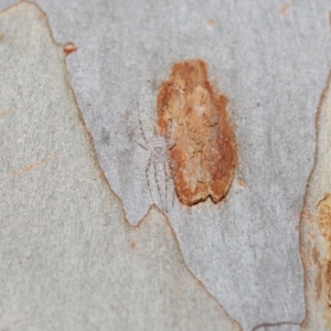 Tamopsis sp. (genus) at Acton, ACT - 3 Jul 2020