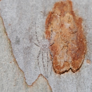 Tamopsis sp. (genus) at Acton, ACT - 3 Jul 2020