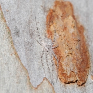 Tamopsis sp. (genus) at Acton, ACT - 3 Jul 2020