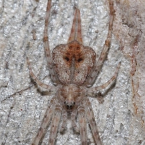 Tamopsis sp. (genus) at Acton, ACT - 3 Jul 2020