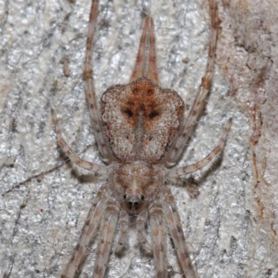 Tamopsis sp. (genus) (Two-tailed spider) at Acton, ACT - 3 Jul 2020 by TimL