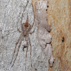 Tamopsis sp. (genus) at Acton, ACT - 3 Jul 2020 12:27 PM