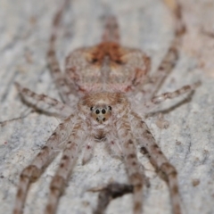 Tamopsis sp. (genus) at Acton, ACT - 3 Jul 2020 12:27 PM