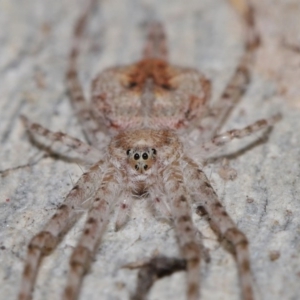 Tamopsis sp. (genus) at Acton, ACT - 3 Jul 2020 12:27 PM