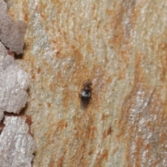 Tamopsis sp. (genus) at Acton, ACT - 3 Jul 2020