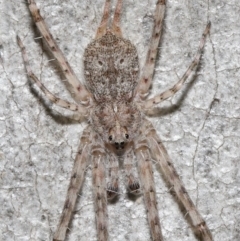 Tamopsis sp. (genus) (Two-tailed spider) at Acton, ACT - 3 Jul 2020 by TimL