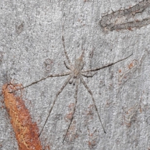 Tamopsis sp. (genus) at Acton, ACT - 3 Jul 2020