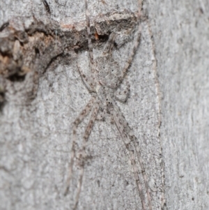 Tamopsis sp. (genus) at Acton, ACT - 3 Jul 2020