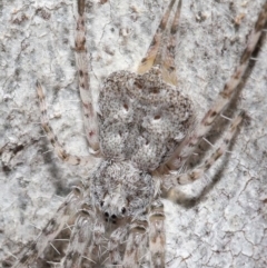 Tamopsis sp. (genus) (Two-tailed spider) at Acton, ACT - 3 Jul 2020 by TimL