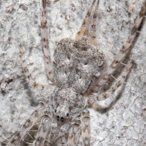 Tamopsis sp. (genus) at Acton, ACT - 3 Jul 2020