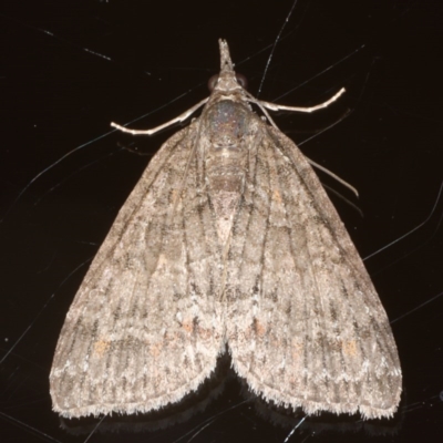 Microdes squamulata (Dark-grey Carpet) at Ainslie, ACT - 27 Jul 2020 by jb2602