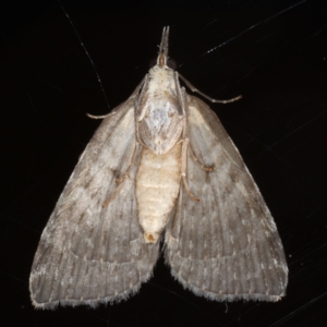 Microdes squamulata at Ainslie, ACT - 27 Jul 2020