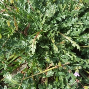 Erodium brachycarpum at Yarralumla, ACT - 27 Jul 2020