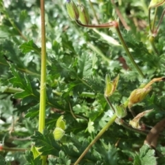 Erodium brachycarpum at Yarralumla, ACT - 27 Jul 2020