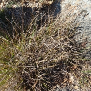 Themeda triandra at Campbell, ACT - 25 Jul 2020