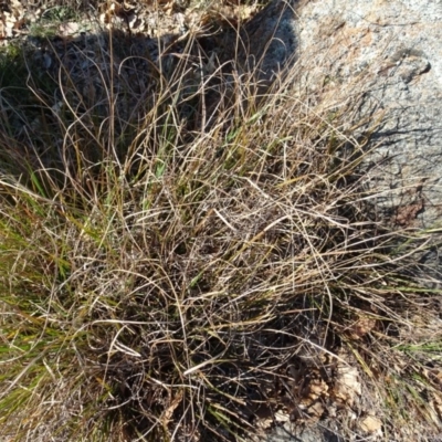 Themeda triandra (Kangaroo Grass) at Ainslie volcanic grassland - 25 Jul 2020 by AndyRussell