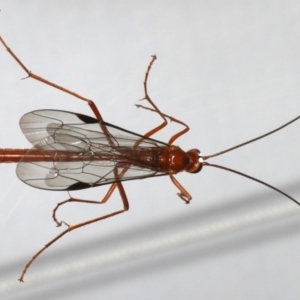 Netelia sp. (genus) at Ainslie, ACT - 25 Jul 2020 11:26 PM