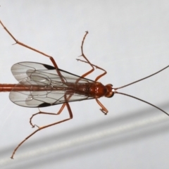 Netelia sp. (genus) (An Ichneumon wasp) at Ainslie, ACT - 25 Jul 2020 by jbromilow50