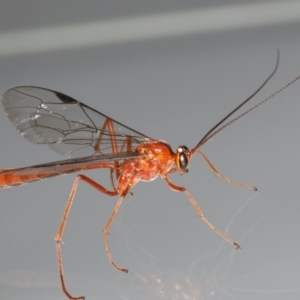 Netelia sp. (genus) at Ainslie, ACT - 25 Jul 2020