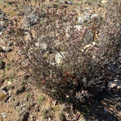 Brachyloma daphnoides (Daphne Heath) at Ainslie volcanic grassland - 25 Jul 2020 by AndyRussell