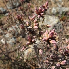 Brachyloma daphnoides at Campbell, ACT - 25 Jul 2020 11:37 AM