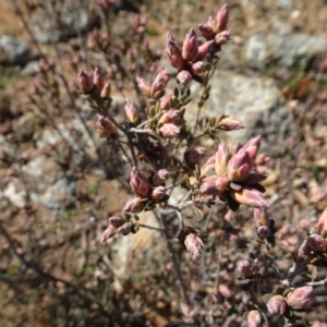 Brachyloma daphnoides at Campbell, ACT - 25 Jul 2020 11:37 AM