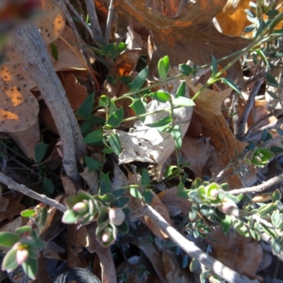 Einadia nutans (Climbing Saltbush) at Ainslie volcanic grassland - 25 Jul 2020 by AndyRussell