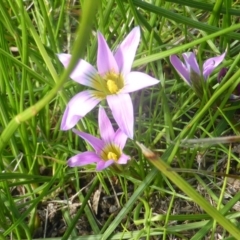 Romulea rosea var. australis (Onion Grass) at Lake Burley Griffin West - 28 Jul 2020 by Mike