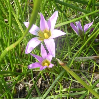 Romulea rosea var. australis (Onion Grass) at Lake Burley Griffin West - 28 Jul 2020 by Mike
