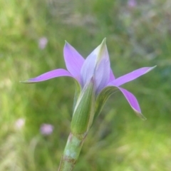 Romulea rosea var. australis at Yarralumla, ACT - 28 Jul 2020