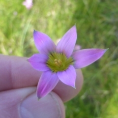 Romulea rosea var. australis at Yarralumla, ACT - 28 Jul 2020