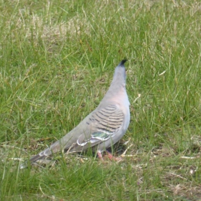 Ocyphaps lophotes (Crested Pigeon) at Lake Burley Griffin West - 28 Jul 2020 by Mike