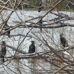 Phalacrocorax carbo (Great Cormorant) at Lake Burley Griffin West - 28 Jul 2020 by Mike