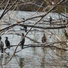 Phalacrocorax carbo at Yarralumla, ACT - 28 Jul 2020