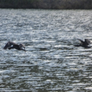 Phalacrocorax carbo at Yarralumla, ACT - 28 Jul 2020 11:32 AM