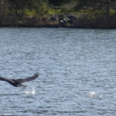 Phalacrocorax carbo at Yarralumla, ACT - 28 Jul 2020 11:32 AM