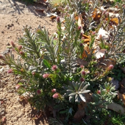 Stackhousia monogyna (Creamy Candles) at Ainslie volcanic grassland - 25 Jul 2020 by AndyRussell